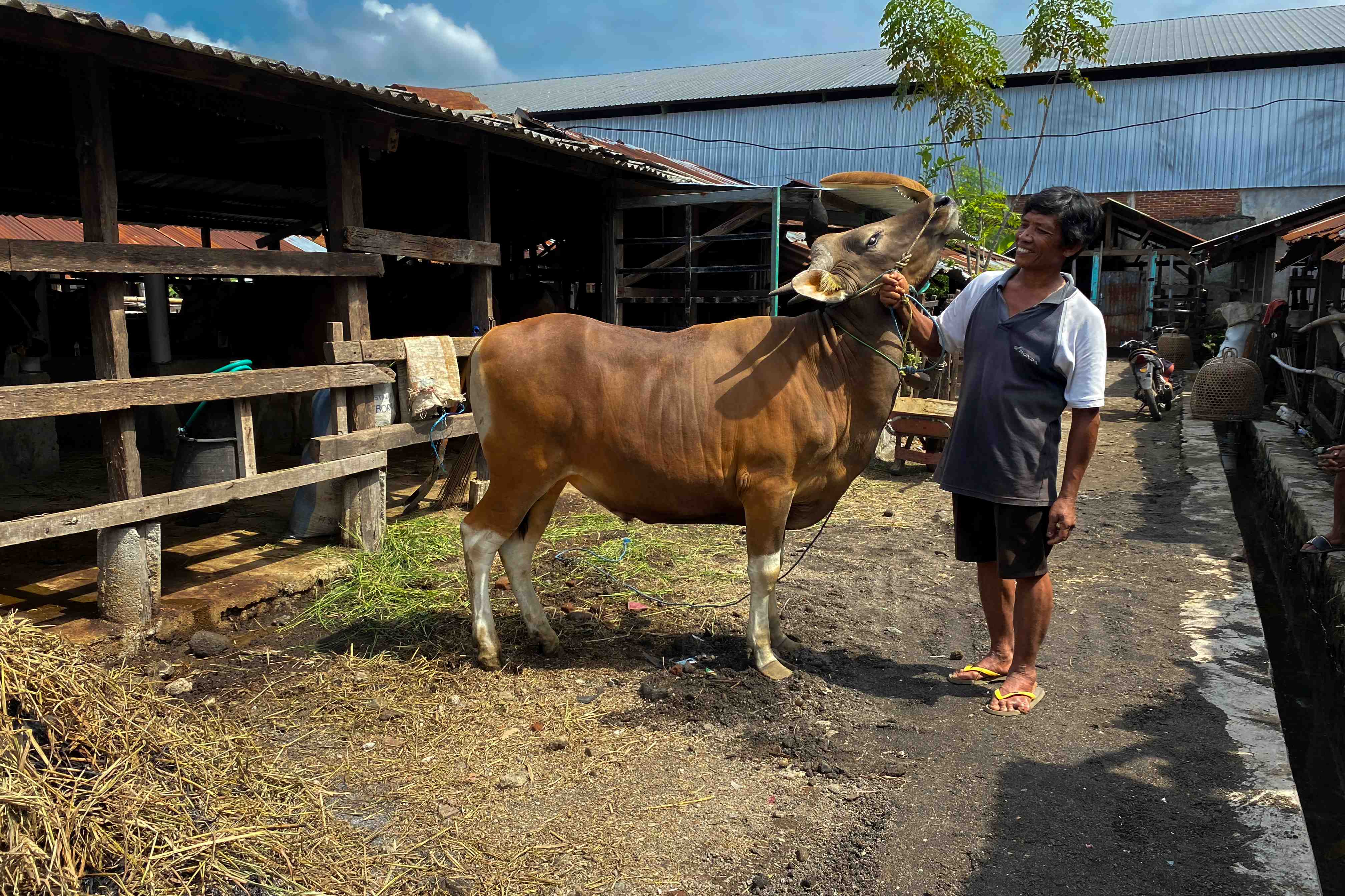 Untuk keperluan berkurban di lebaran Idul Adha 1446 H, pemeriksaan kesehatan terus dilakukan untuk menjamin hewan kurban bebas dari penyakit zoonosis yang berpotensi menular dari hewan ke manusia.