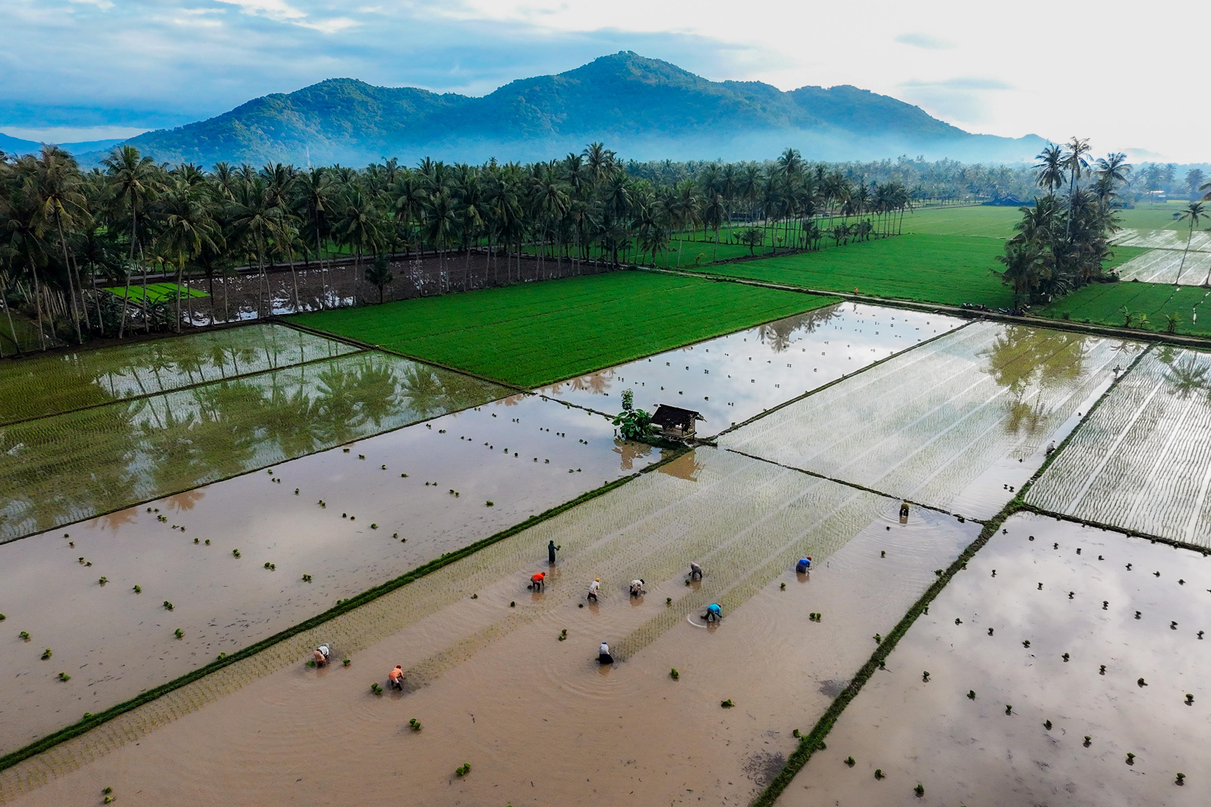 Sektor pertanian di NTB merupakan salah satu tulang punggung pertumbuhan ekonomi dalam daerah, dan berperan penting dalam menjaga ketahanan pangan Nasional.