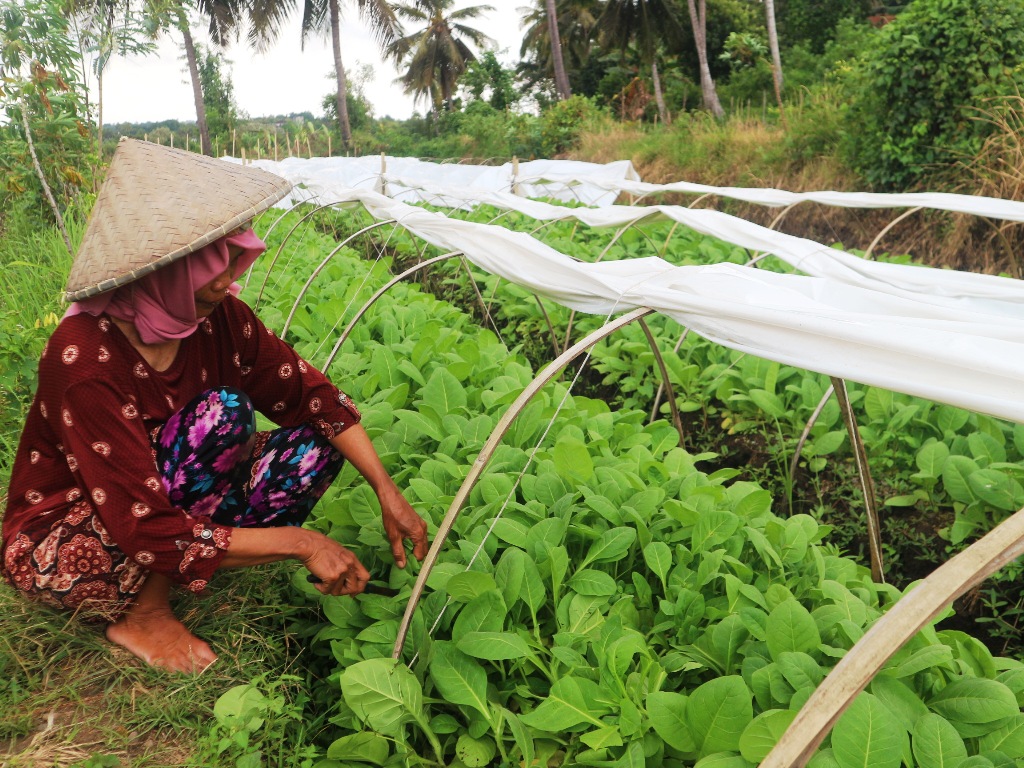 TANAM: Seorang buruh tani di Kecamatan Sakra saat menanam tembakau di sawah milik salah seorang petani tembakau rajang, Selasa (27/5).