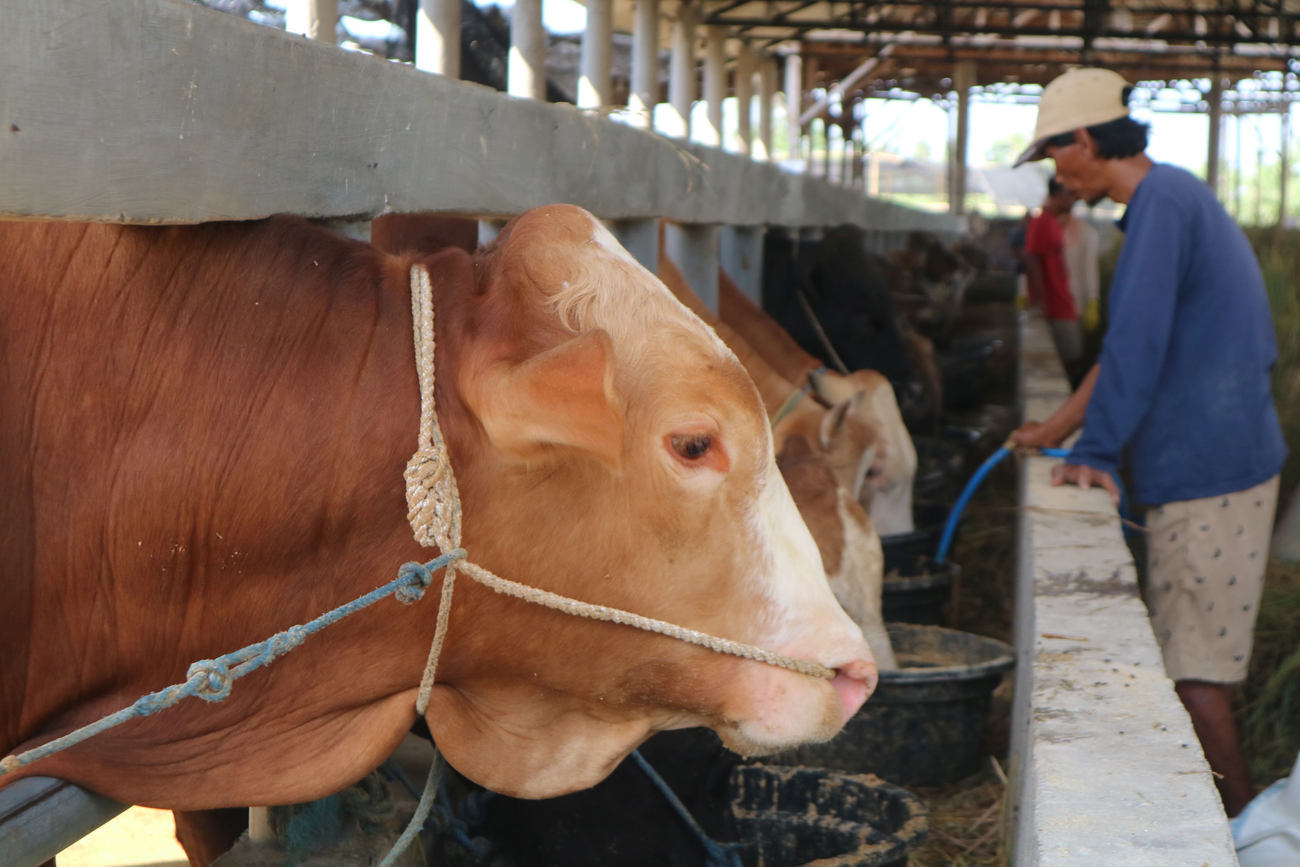 Deretan sapi kurban saat diberi makan di salah satu kandang peternak di Dusun Lelong, Desa Mujur, Praya Timur, Lombok Tengah.