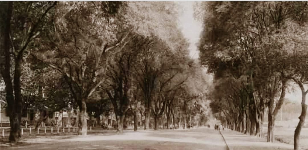 Foto sejarah pinggir jalan yang ditanami asam jawa pada masa pemerintahan kolonial Belanda.