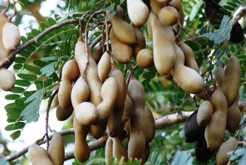 Bukan sekadar bumbu dapur! Asem Jawa, jawara kesehatan dengan segudang manfaat tersembunyi.