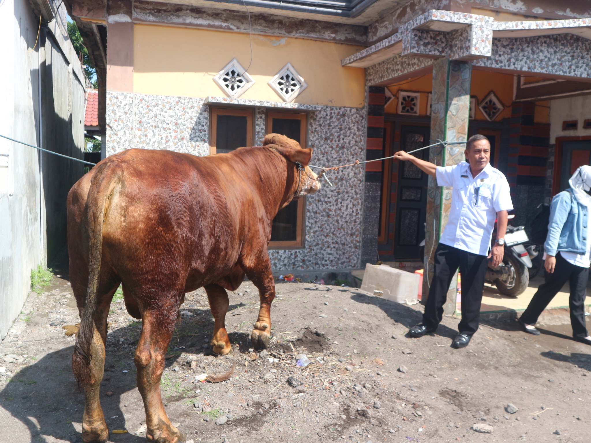 Kepala Dinas Peternakan dan Kesehatan Hewan (Disnakeswan) Lombok Timur (Lotim) H Masyhur saat melihat kondisi kesehatan sapi kurban milik Presiden Prabowo di Desa Aik Dewa, Jumat (30/5).
