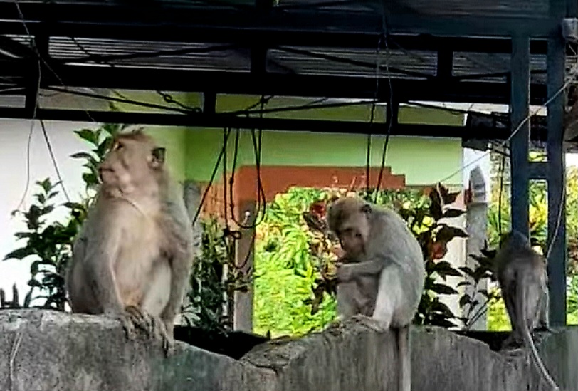 MERESAHKAN: Monyet liar yang turun ke pemukiman warga sangat meresahkan karena menyerang anak-anak.