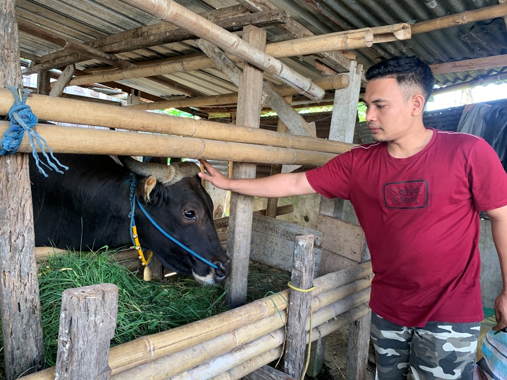 MERAWAT : Seorang peternak sapi di Kota Mataram memberi makan sapi ternaknya, beberapa waktu lalu.&nbsp;