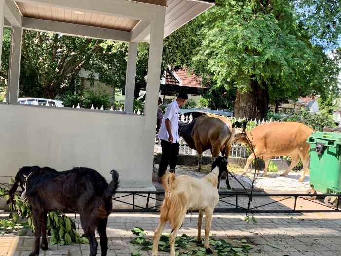HEWAN QURBAN