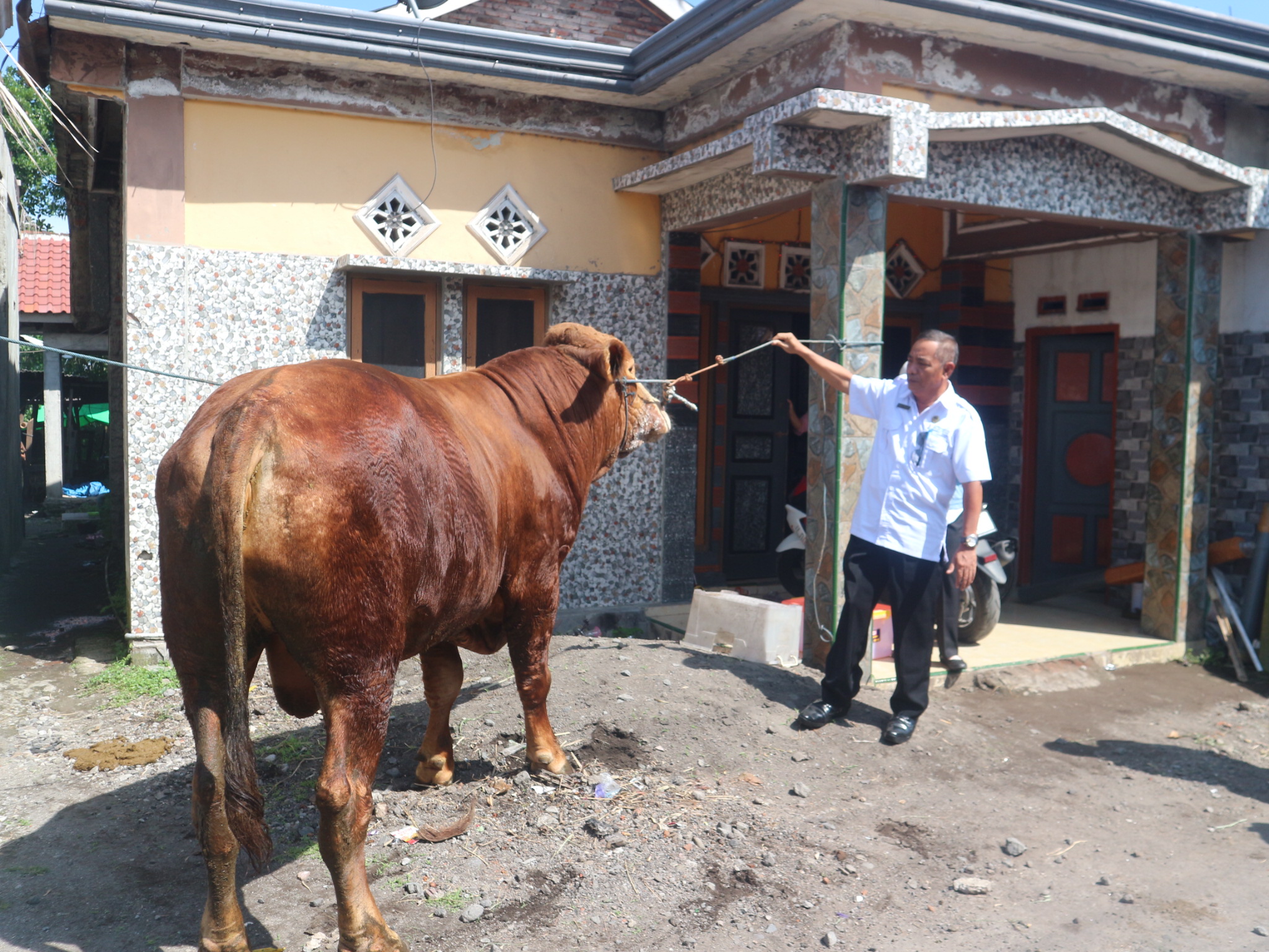 Salah satu sapi kurban di Lombok Timur (Lotim) yang akan di kurban,
