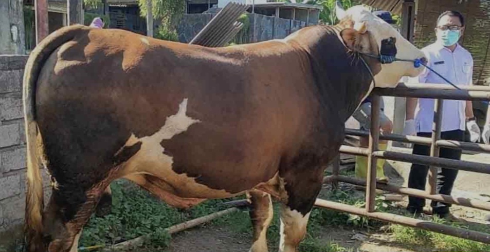 HEWAN KURBAN: Inilah penampakan salah satu sapi eksotic sumbangan Presiden Prabowo untuk masyarakat NTB. Pemprov NTB sudah menyalurkan 159 hewan kurban secara merata ke 10 kabupaten/kota.