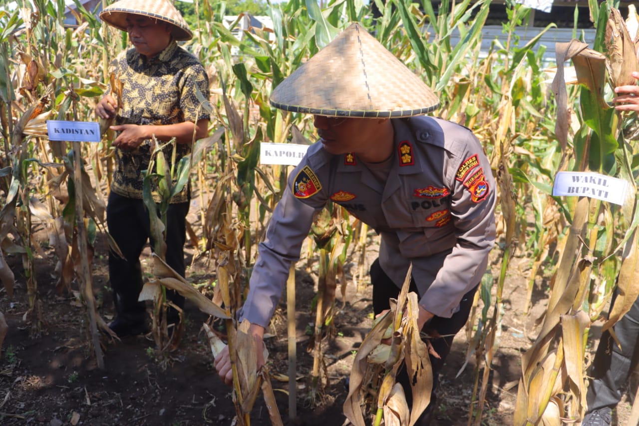 PANEN JAGUNG: Kegiatan panen raya Jagung di Polsek Gangga. Pemda KLU mengakui harga jagung murah.