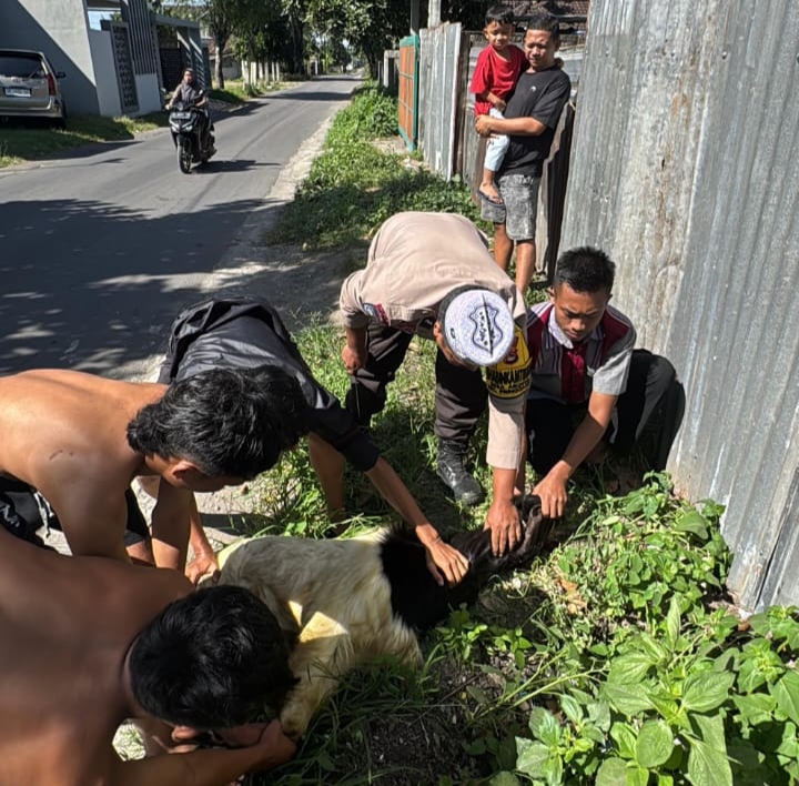 SEMBELIH: Aiptu Muhammad Munawar Bhabinkamtibmas Aik Dewa yang juga anggota Juru Sembelih Halal (Juleha) Indonesia di Lotim, Sabtu (7/6).
