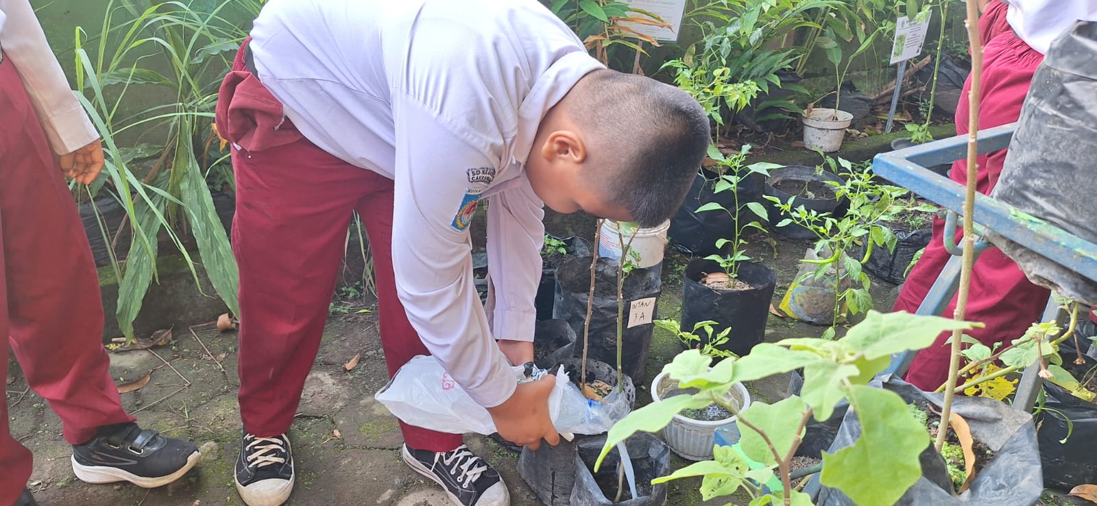 Murid SDN 19 Cakranegara peduli terhadap tanaman di halaman sekolah setempat.
