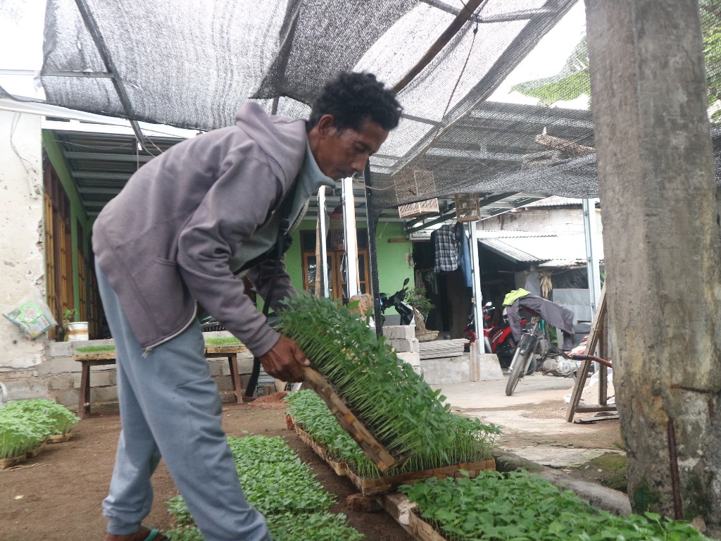 TELATEN: M Sabli saat mengecek kondisi benih cabai di green house miliknya, Selasa (10/6).