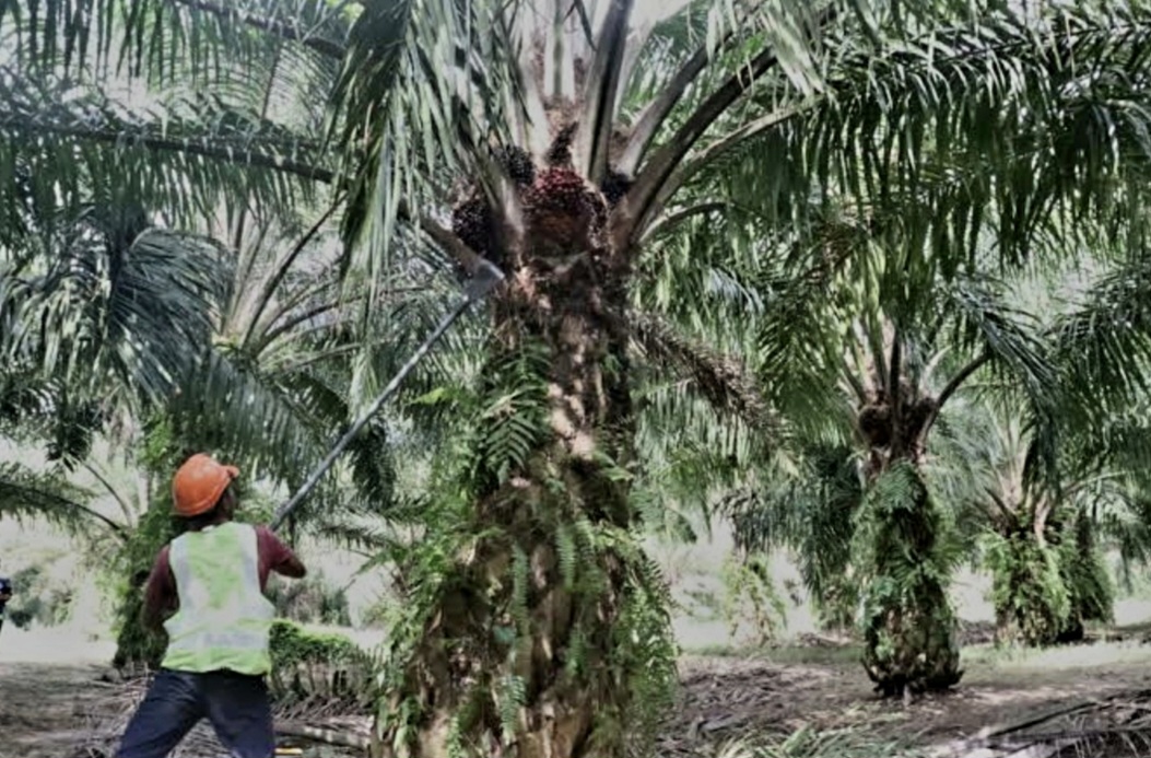 PEKERJA MIGRAN: Inilah potret seorang PMI yang bekerja di perkebunan sawit di Malaysia.