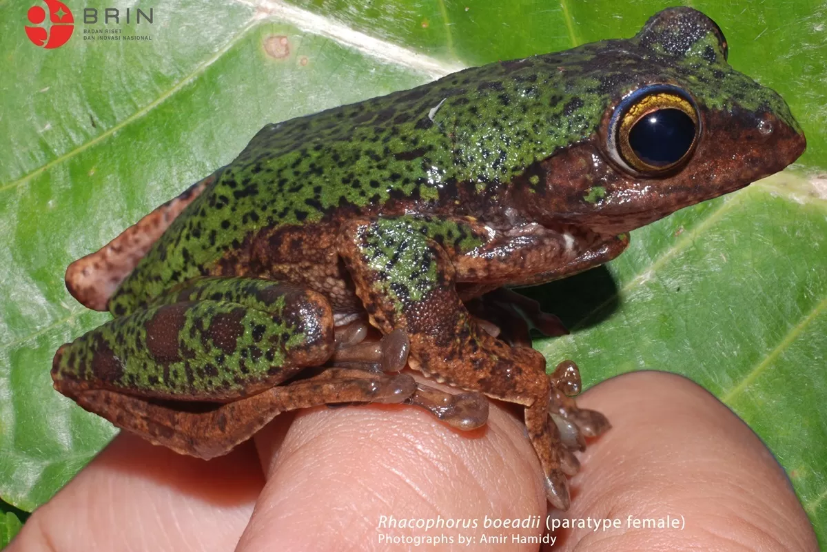 KATAK