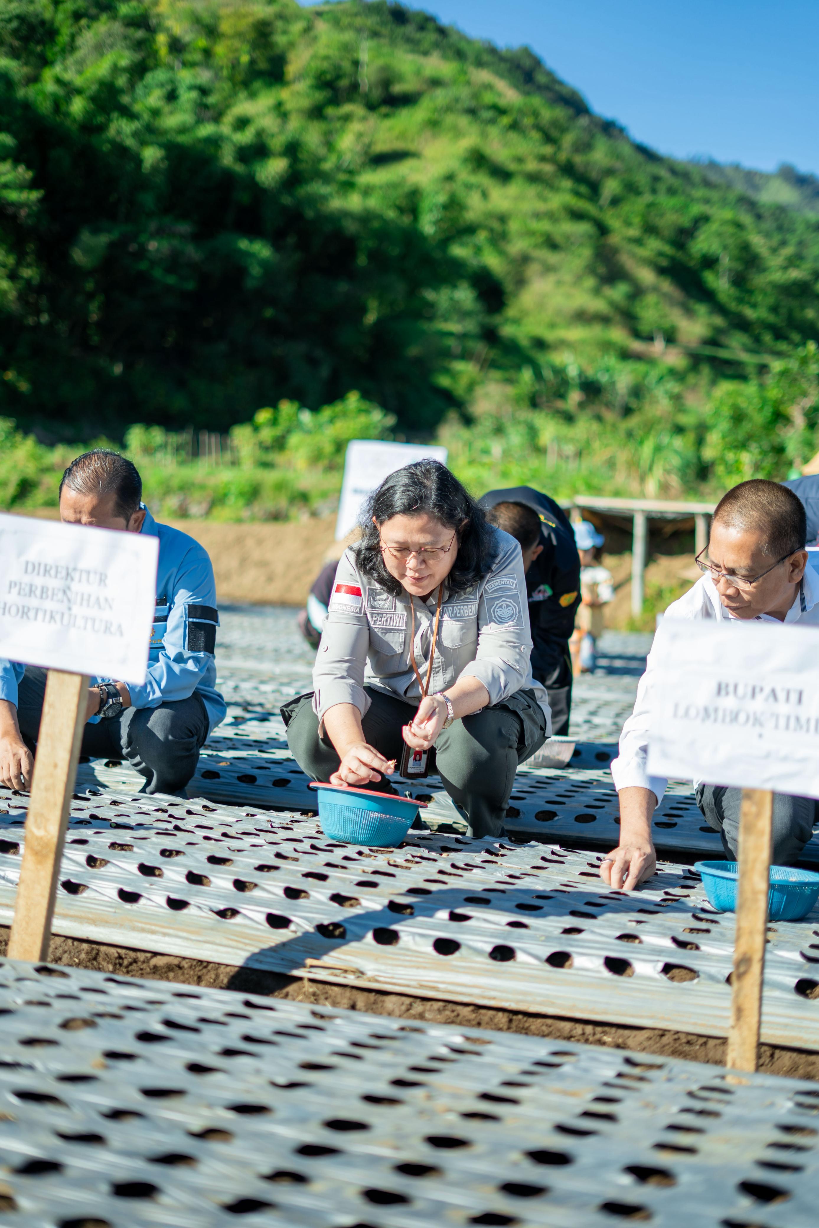Direktur Perbenihan Hortikultura Kementan RI Dr. Inti Pratiwi Nashwari, S.P., M.Si., melakukan tanam perdana bibit bawang putih di Sembalun, Kamis (12/6).