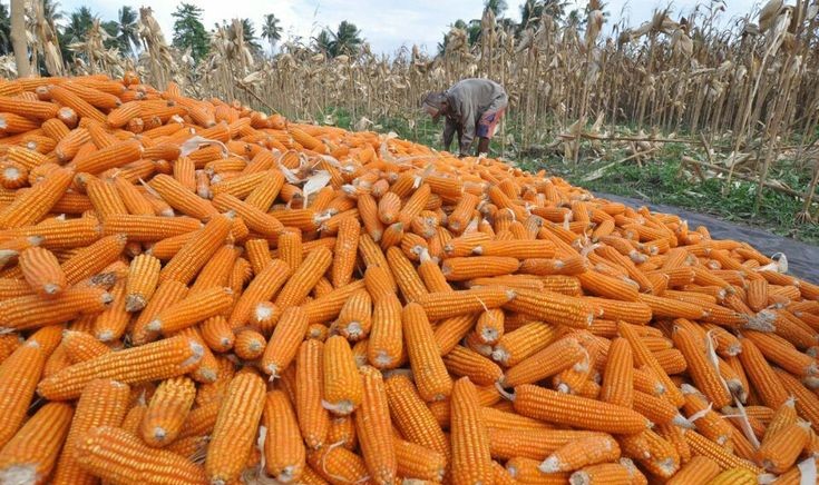 NTB kirim 80.227 ton jagung  ke luar daerah.