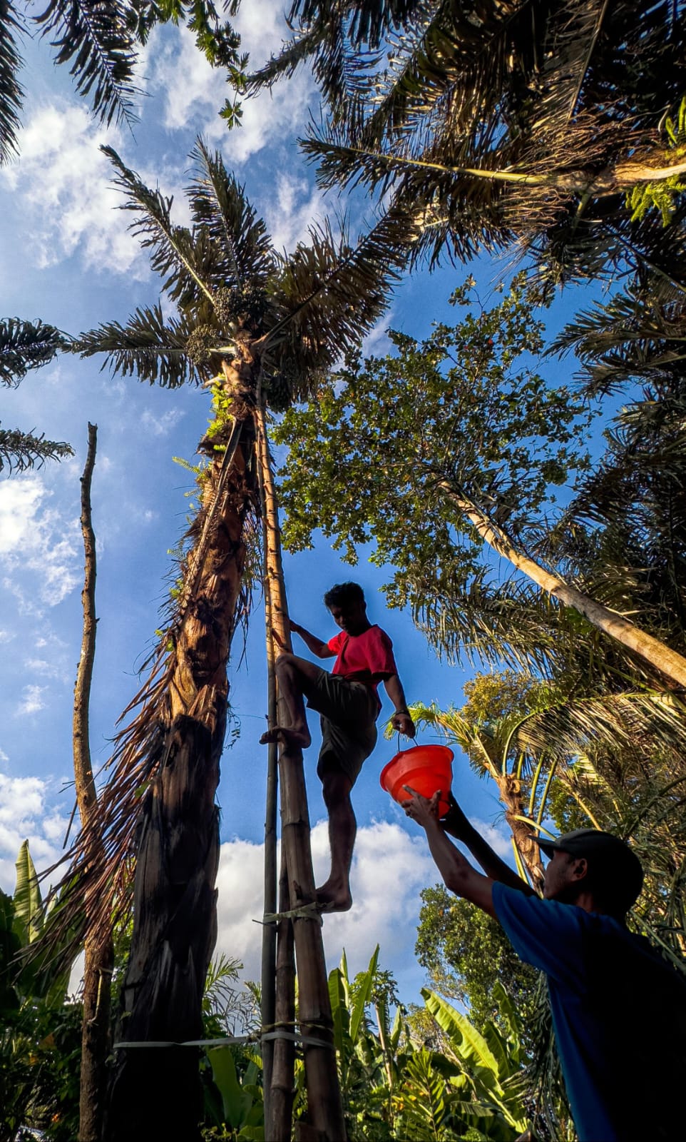 POHON AREN: Salah satu warga saat hendak memamen air nira dari pohon aren yang bisa diolah menjadi tuak. Namun air nira ini juga bisa diolah jadi gula merah.