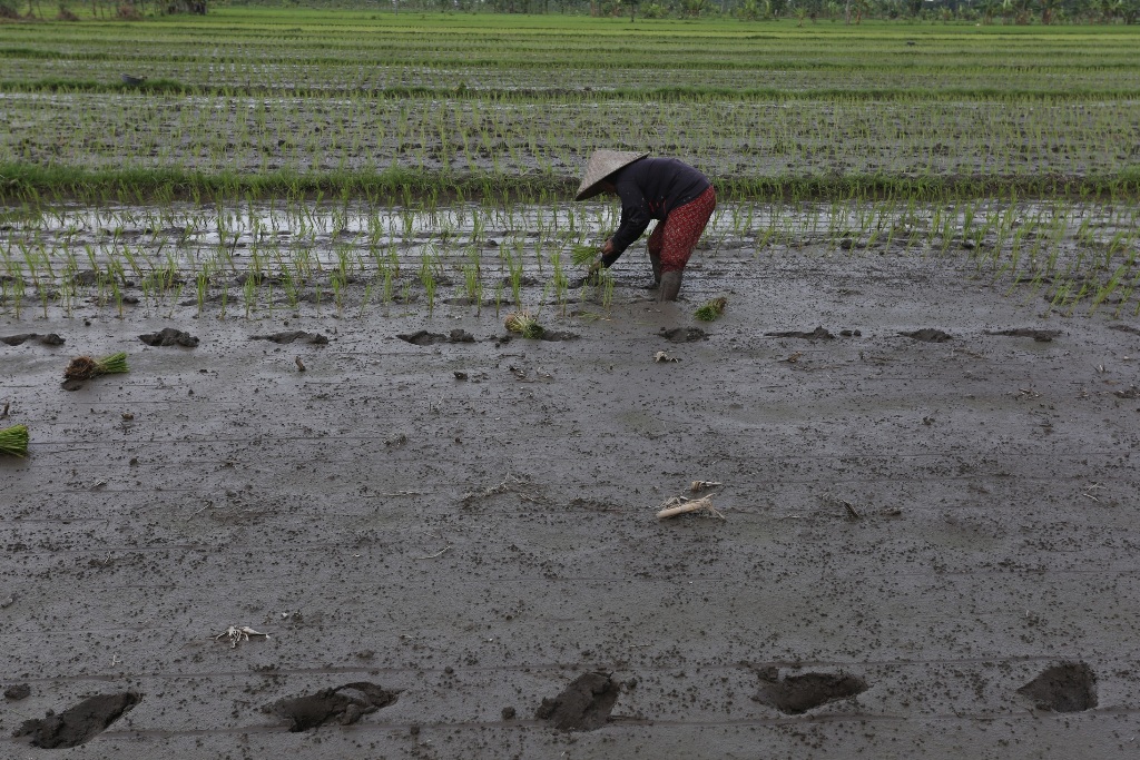 KIAN BERKURANG: Lahan persawahan di Kota Mataram terus menyusut seiring dengan pesatnya pembangunan hunian di ibu kota.