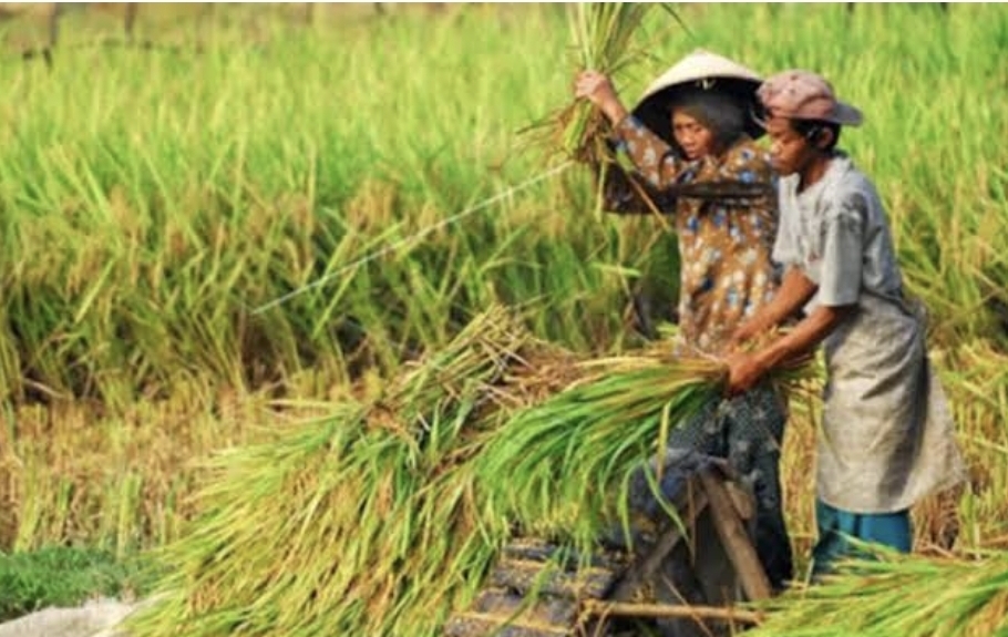 Indonesia memiliki potensi besar menjadi kekuatan pangan dunia. Namun, dibutuhkan kemauan politik dan sinergi lintas sektor untuk mewujudkannya. (ilustrasi/istimewa)