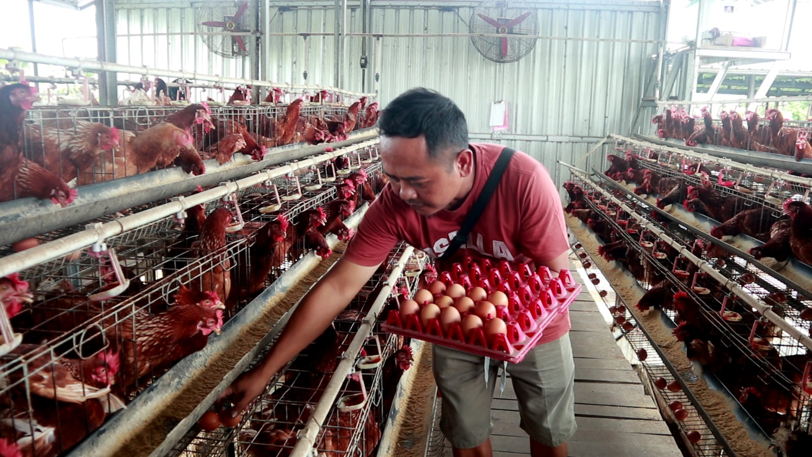 Mantan honorer lombok ini sukses usaha telur beromzet puluhan juta setiap bulan.