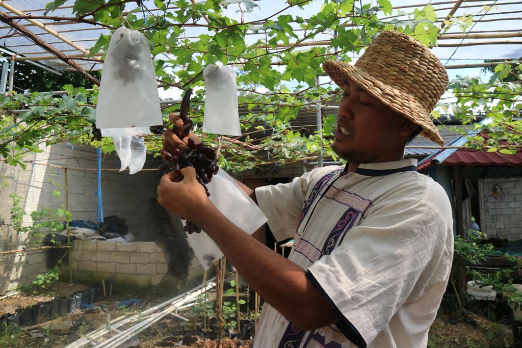 AYO BERWISATA: Masnun memetik buah anggur dari pohonnya yang ada di area Wisata Petik Anggur miliknya di Lingkungan Semarang, Kelurahan Perapen, Praya, Loteng, Rabu (18/6).