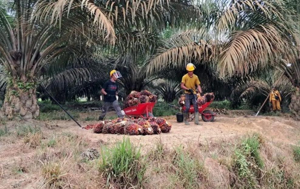 Malaysia membutuhkan 3000 tenaga kerja asal NTB, info lowongan ini resmi dikeluarkan oleh Disnakertrans NTB, pendaftarangratis tanpa dikenakan biaya.