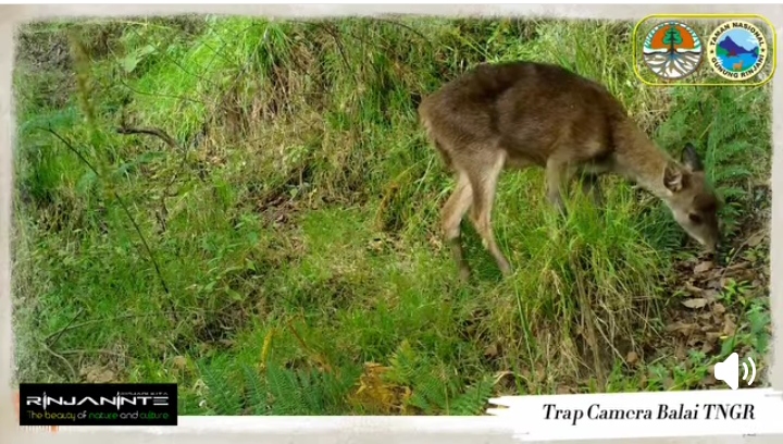 Rusa Timor yang tertangkap kamera di kawasan Gunung Rinjani.
