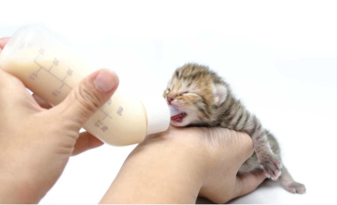 Bayi kucing butuh disusui setiap 2&ndash;3 jam, bahkan malam hari.&nbsp;(Foto: petskingdom)