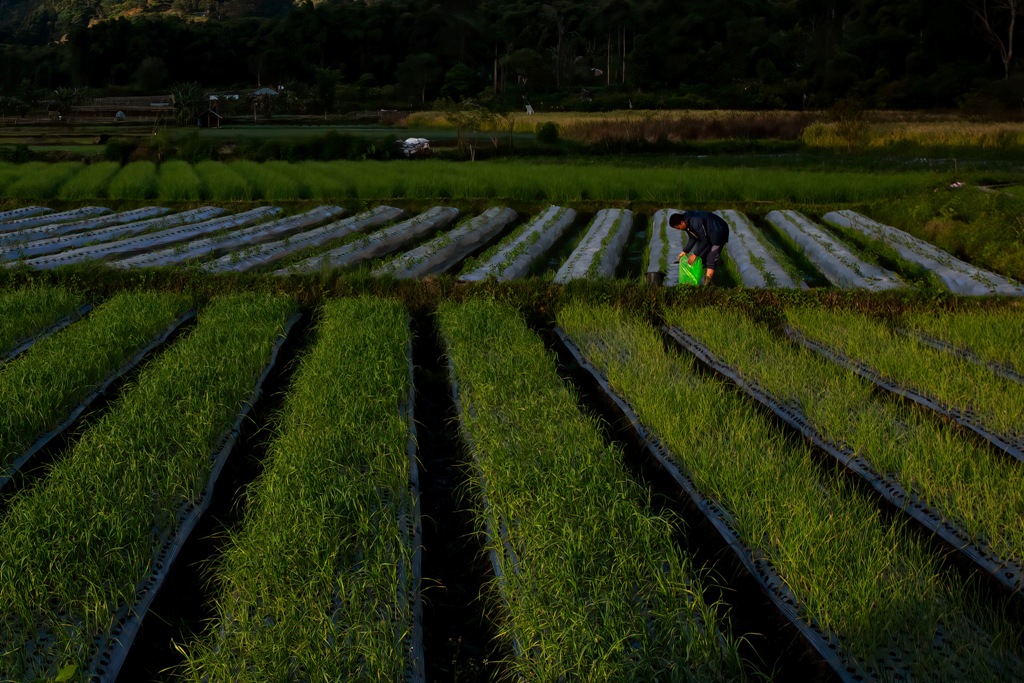 RAWAT TANAMAN: Seorang petani tengah bersiap menebar pupuk di lahan pertanian, beberapa waktu lalu.