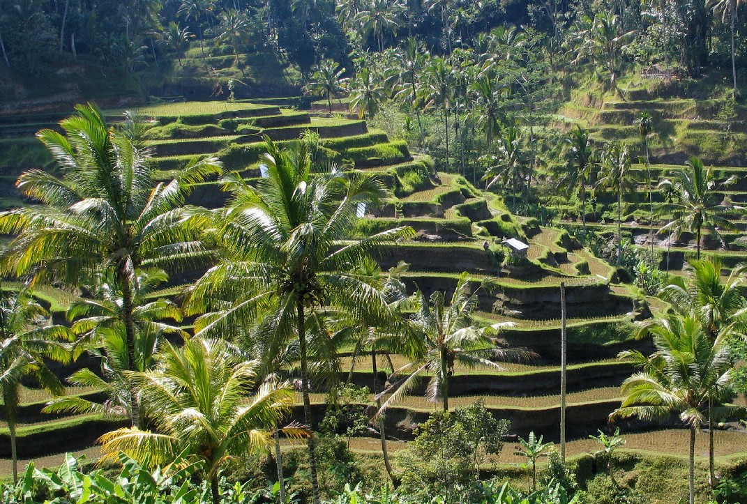 Ilustrasi Sawah di Bali