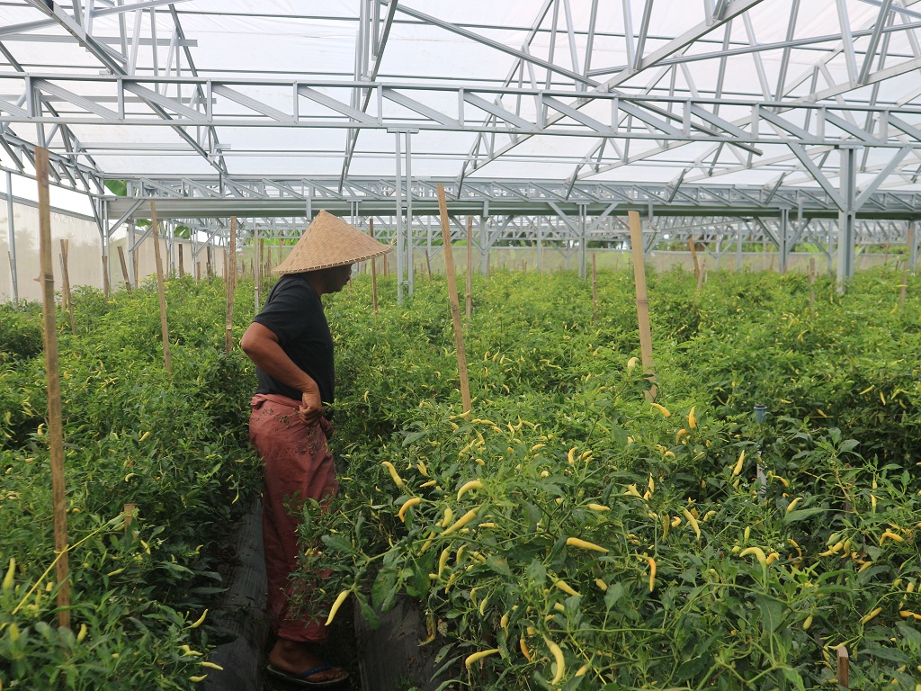 CEK: H Subhan saat mengecek kondisi tanaman cabai di green house miliknya yang di bangun di lahan seluas 20 hektare, Selasa (24/6).