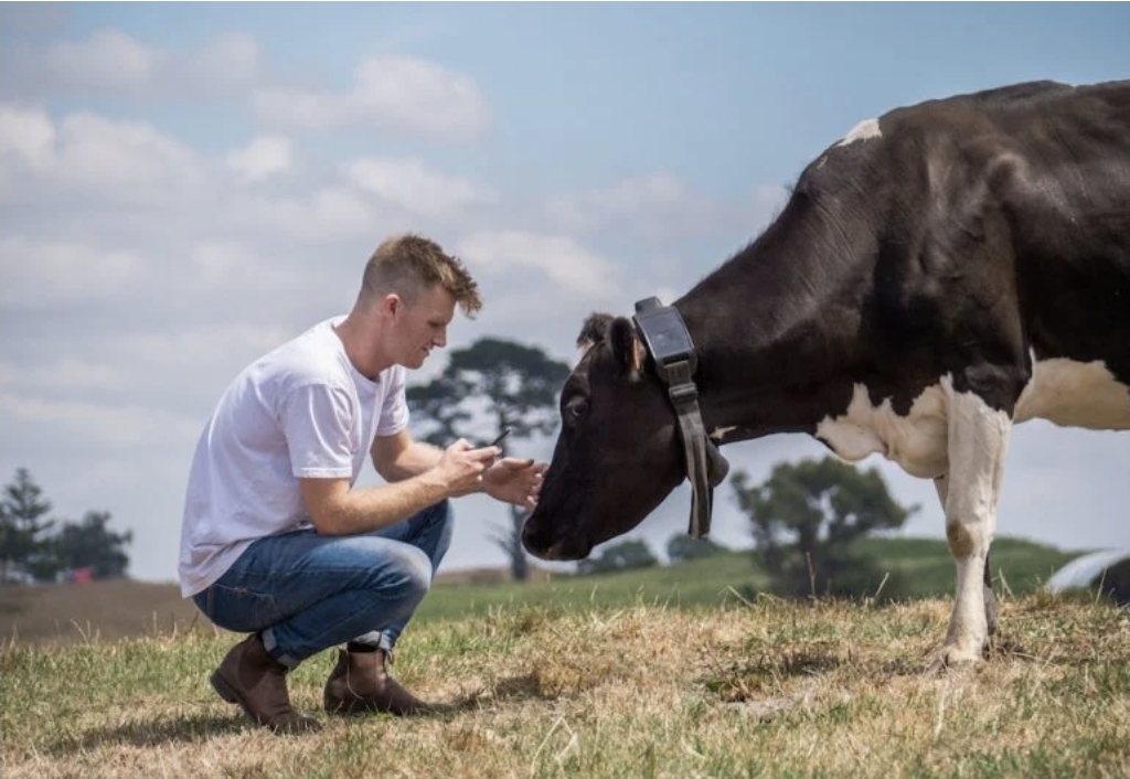 Teknologi dari Halter memungkinkan peternak mengatur pagar virtual, memindahkan, dan memantau ternak hanya dengan aplikasi mobile. (istimewa)