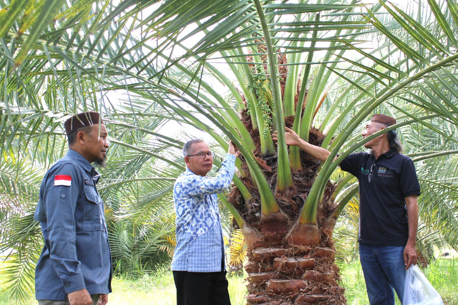 Kurma NTB kini menjadi komoditas yang menjanjikan secara ekonomi dan agronomi dengan kualitas terbaik sehingga berpeluang menembus pasar dunia.