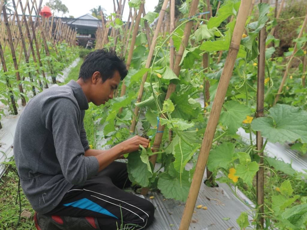 MENANTI PANEN: Sopian Hadi saat mengawinkan bunga betina dan jantan tanaman melon miliknya agar berbuah besar di lahan miliknya, Selasa (1/7).