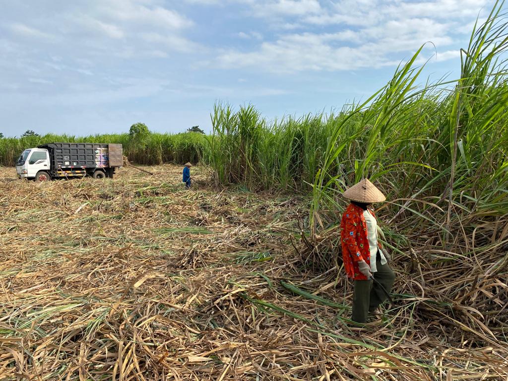 POTENSI BESAR: Hamparan kebun tebu di Kecamatan Pekat, Dompu. Komoditas ini mulai menjadi primadona baru setelah ditetapkan sebagai kawasan tebu nasional.