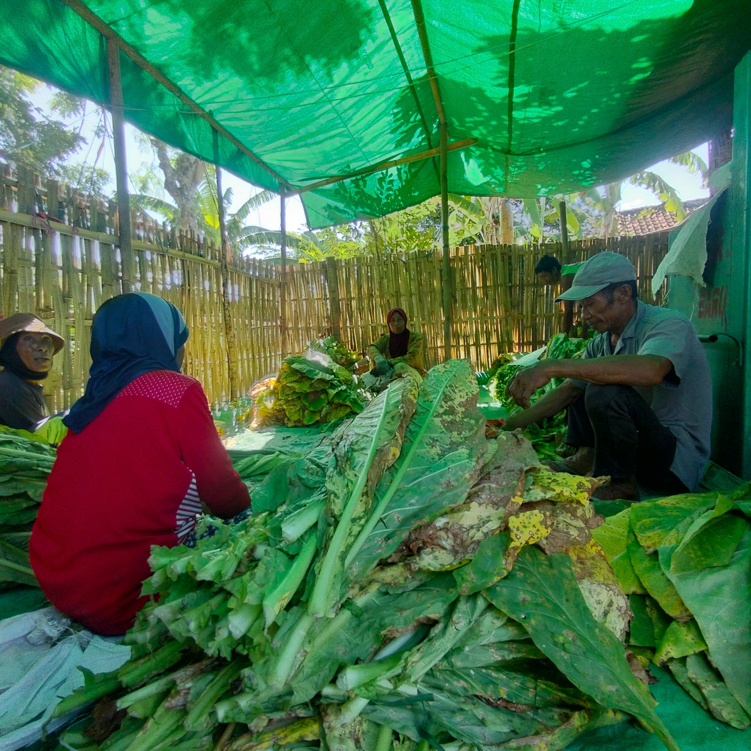 Buruh tembakau di Desa Pemongkong, Lombok Timur, memilih tembakau dengan kualitasi terbaik sebelum  dirajang, Rabu (2/7).