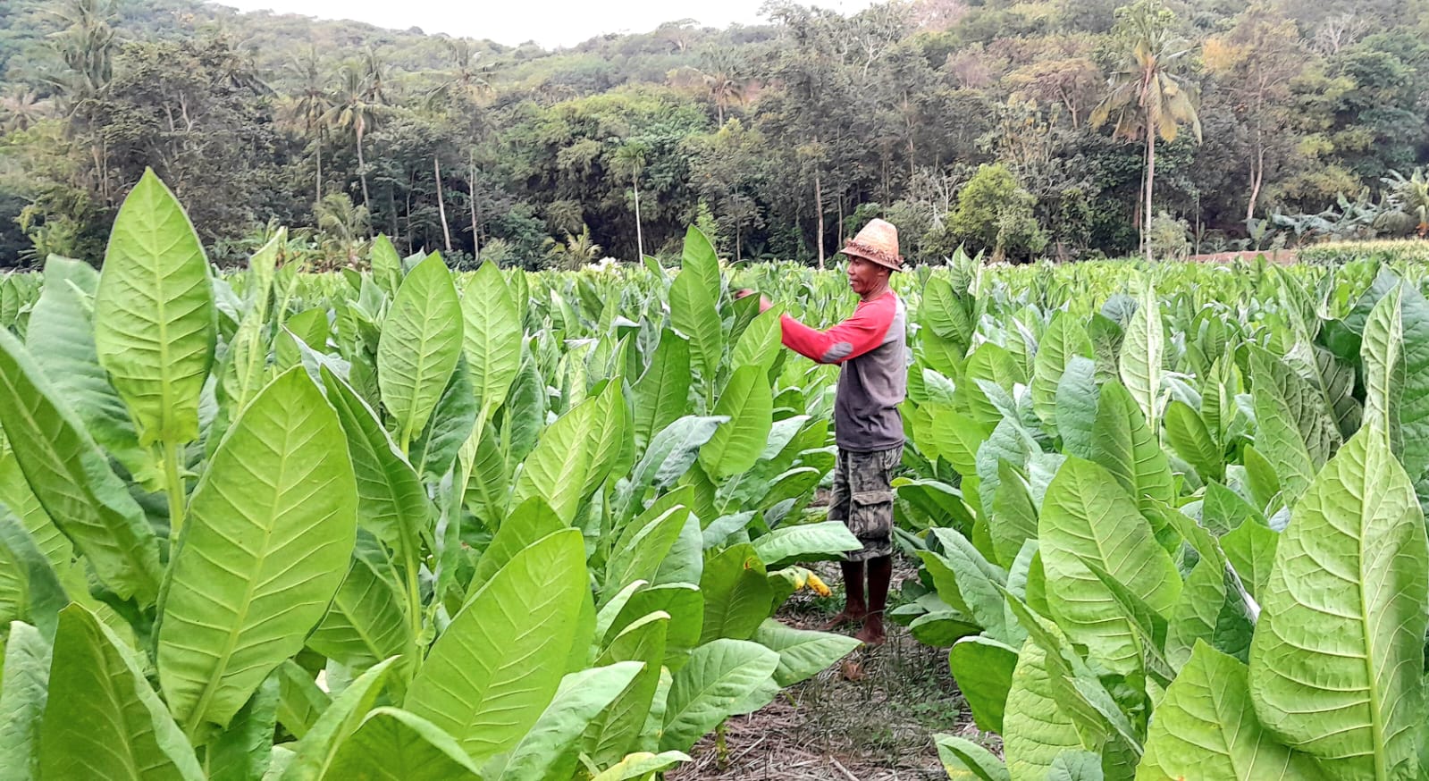 KUALITAS UNGGUL: Seorang petani di wilayah Gerung tengah merawat tanaman tembakaunya. Tembakau Lobar kini memiliki lima varietas unggul.