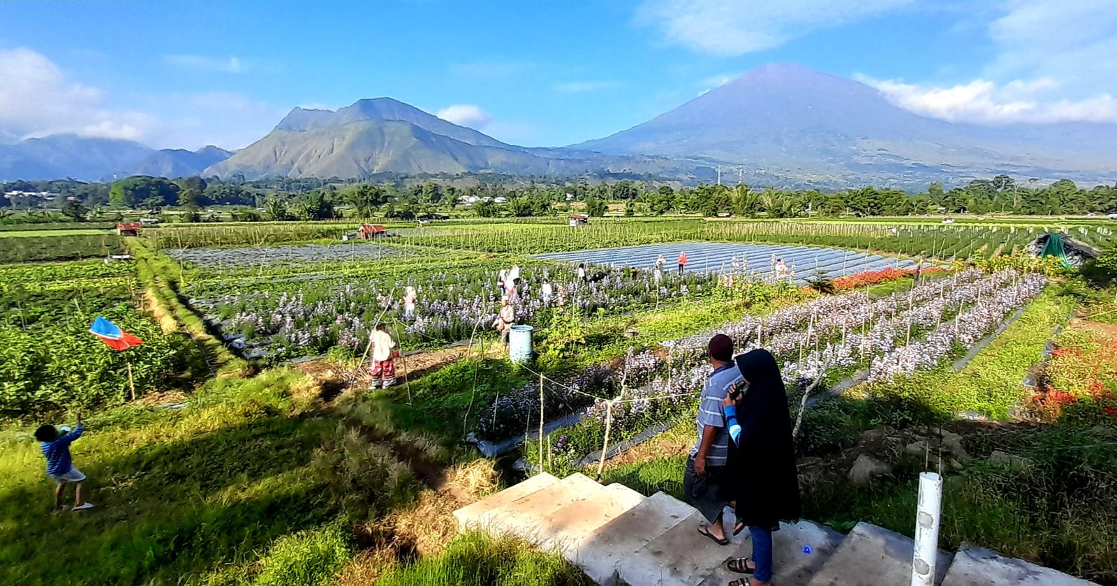 MULAI RAMAI: Wisata petik stroberi segar dan bunga potong di Lembah Sembalun Camp makin ramai dikunjungi wisatawan.