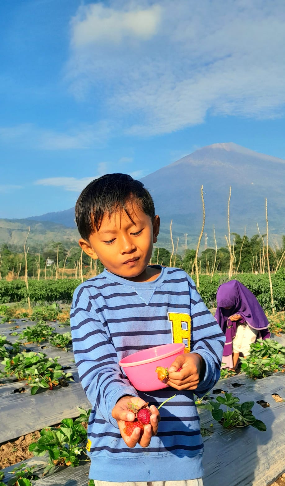 Stroberi segar bisa dipetik di kebun Lembah Pergasingan Sembalun.