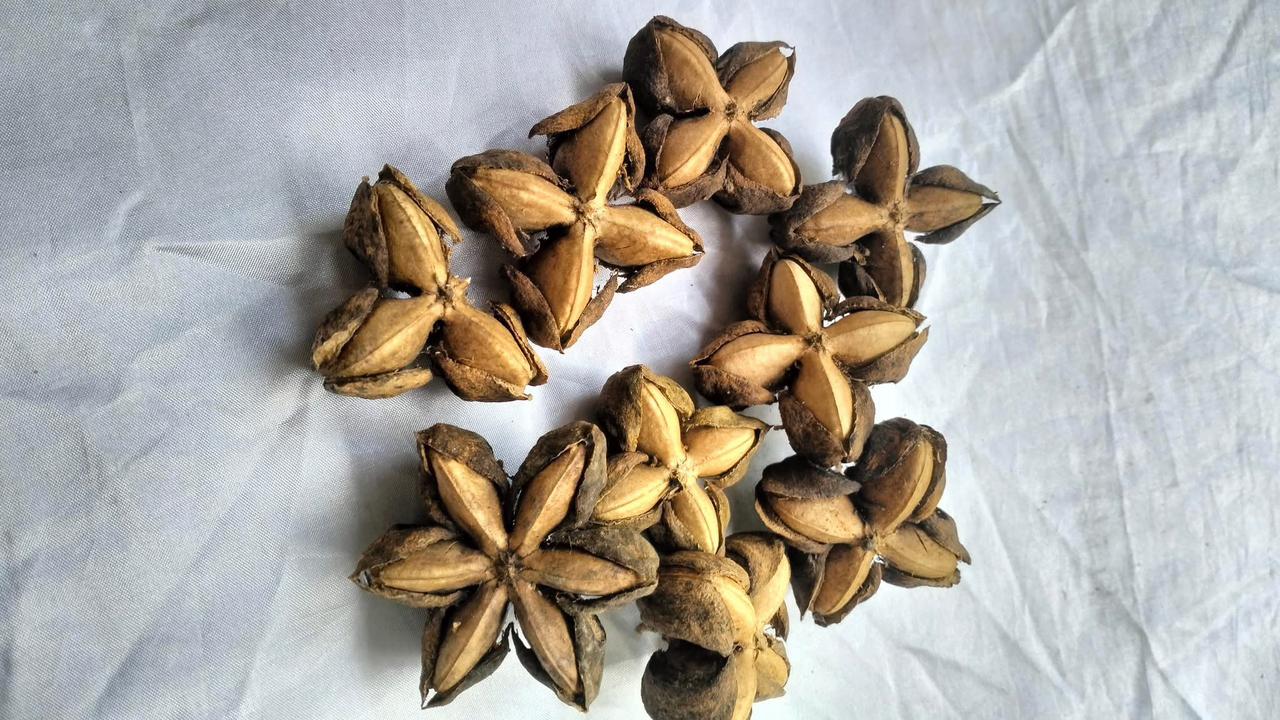 Kacang sacha inchi tawarkan keuntungan menjanjikan, jadi peluang ekonomi baru di lombok utara.