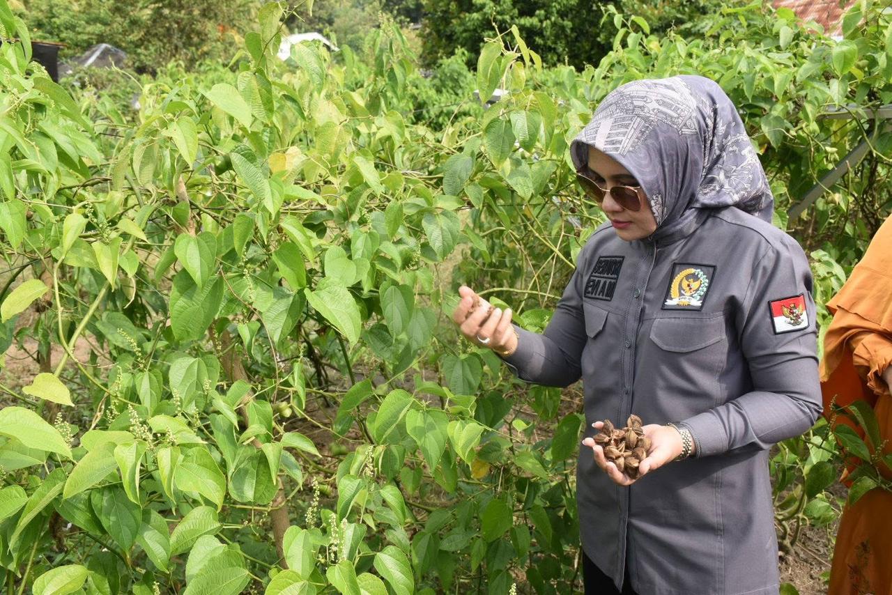 Anggota DPD RI Komite IV Hj Evi Apita Maya melakukan panen kacang sacha inchi di Lombok Utara.