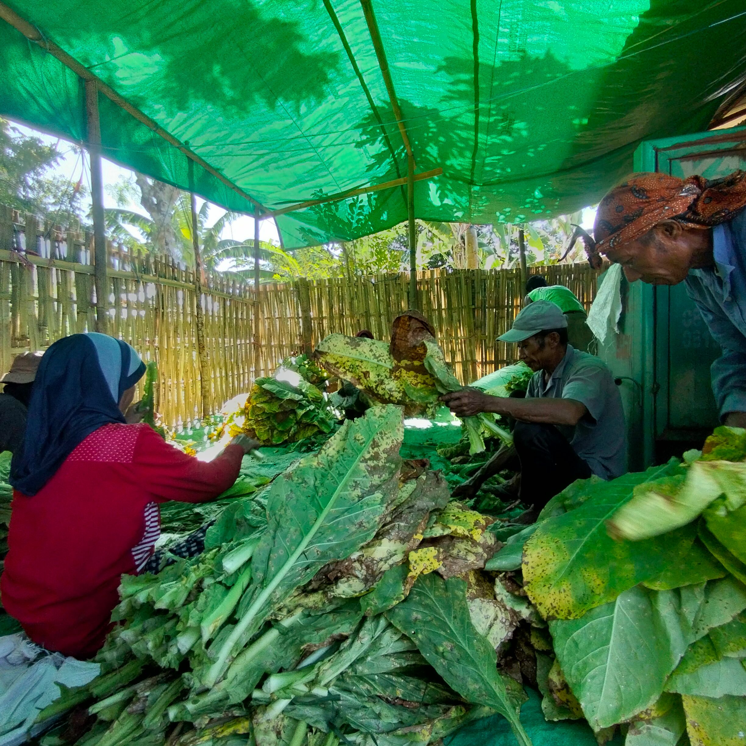 Buruh tani tembakau di Desa Pemongkong, Kecamatan Jerowaru, Lotim, saat memilih daun tembakau yang akan dirajang.
