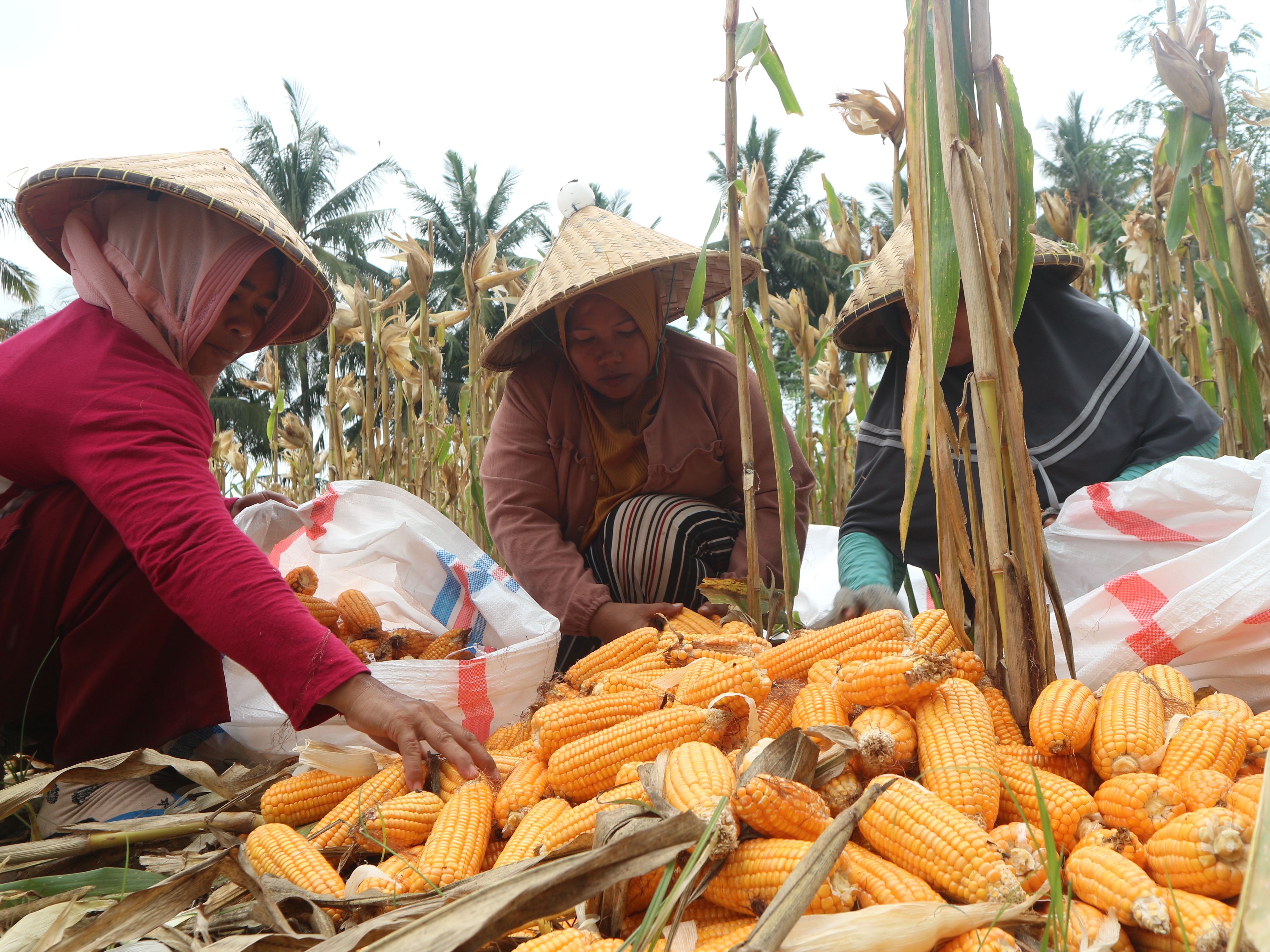 Seorang buruh tani sedang mengumpulkan hasil panen jagung di sawah salah seorang petani di Lotim.