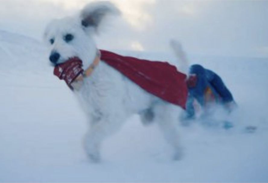 Karakter Krypto the Superdog langsung jadi favorit penggemar sejak kemunculan perdananya dalam teaser trailer Superman 2025 pada Desember 2024. (istimewa)