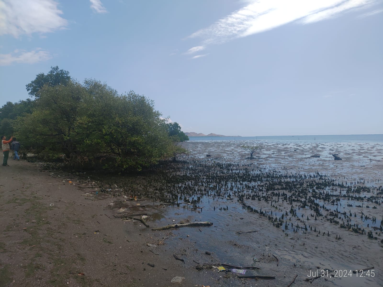 Mangrove Rusak Ancaman Krisis Iklim Makin Nyata, 637 Ribu Hektar Rusak Parah