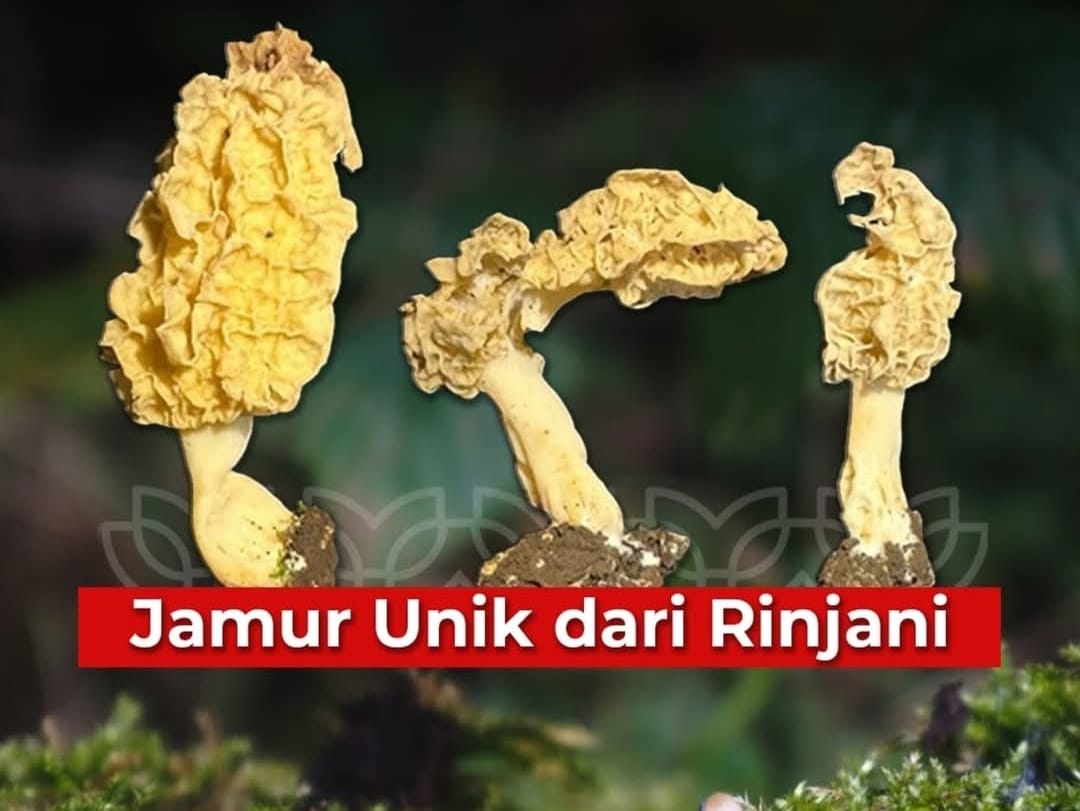 Terobosan BRIN Ada Spesies Baru Jamur Morel Tropis Ditemukan di Gunung Rinjani, Berpotensi Besar untuk Pangan dan Konservasi