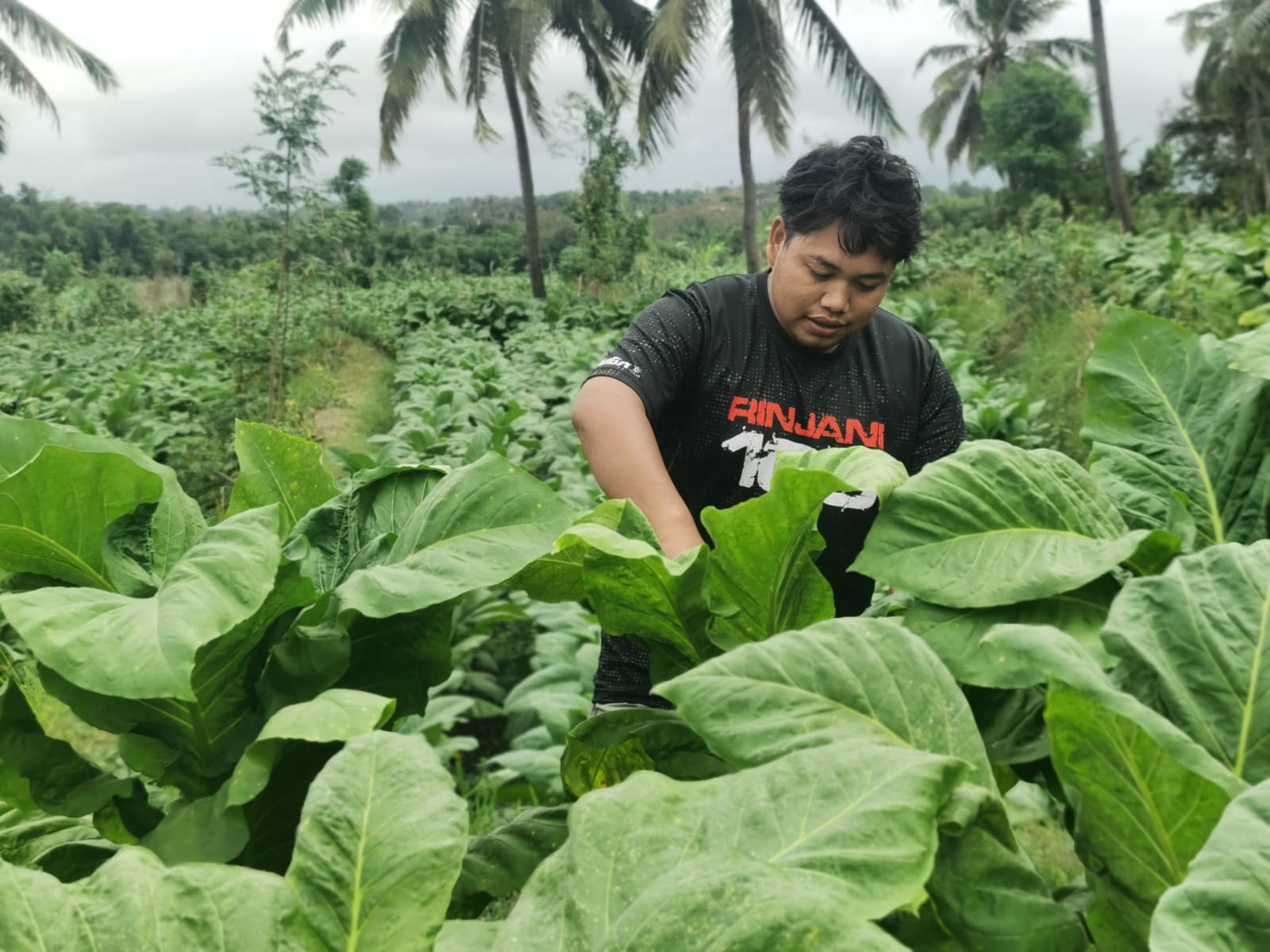 Khairul Majdi salah seorang petani tembakau petani virgina di Kecamatan Sakra