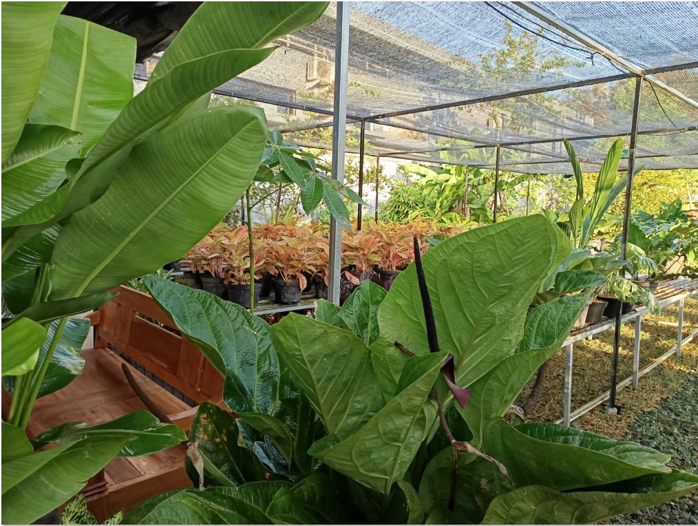 Ini yang bisa dilakukan dalam perawatan tanaman aglaonema.