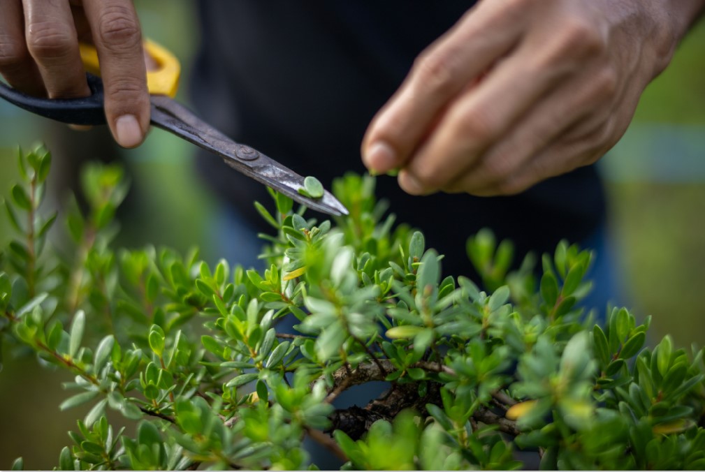 PRUNING: Indra Bangsawan memotong daun (pruning) bonsai di kebun Centra Bonsai Rinjani, di Kebon Talo, Kota Mataram, kemarin (1/8). Pruning dilakukan untuk mencari tunas baru.