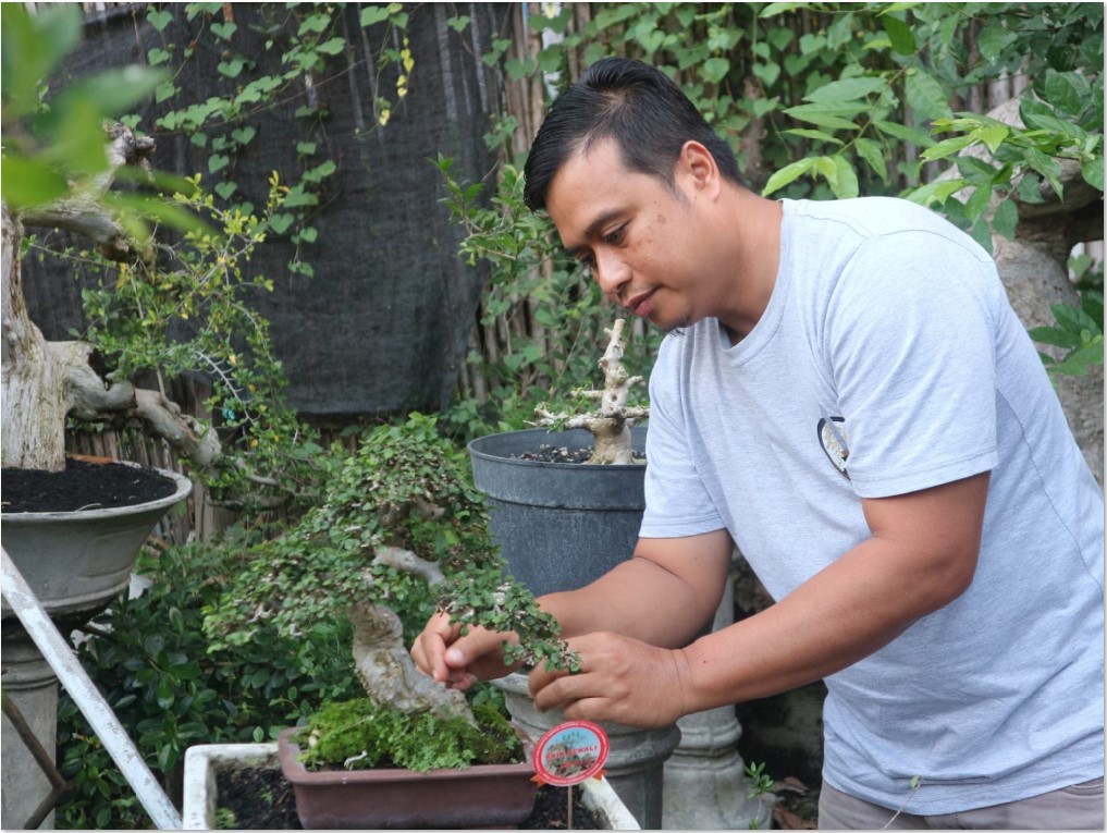 RAWAT: Eko Purwantho saat merawat tanaman bonsai miliknya yang pernah mendapatkan juara kontes bonsai tingkat nasional, di halaman rumahnya, Jumat (1/8)
